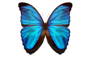 Blue Morpho Butterfly PNG