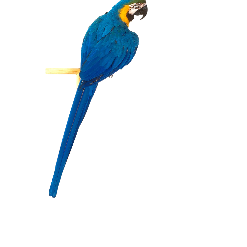 Blue Parrot  Transparent Image