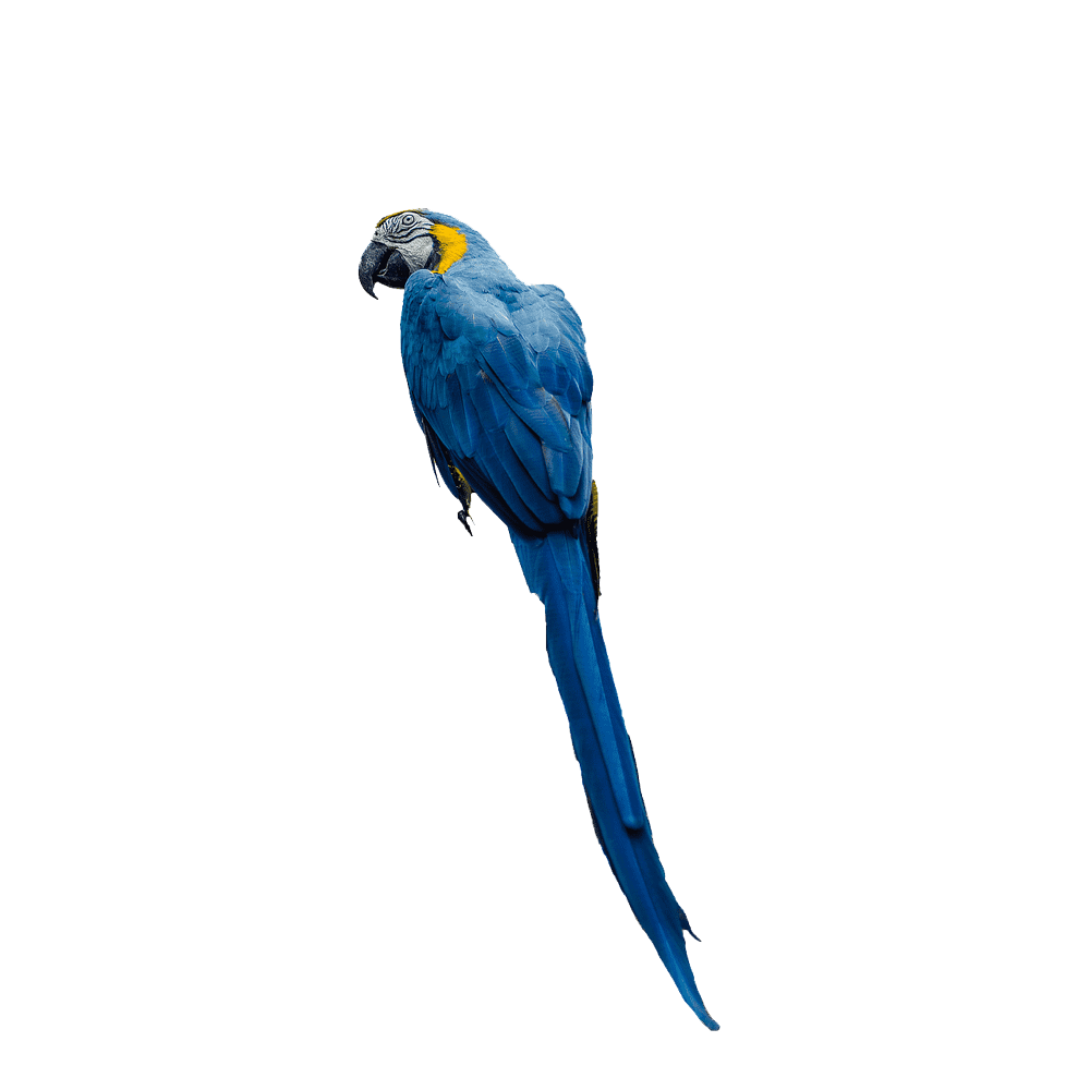 Blue Parrot  Transparent Photo