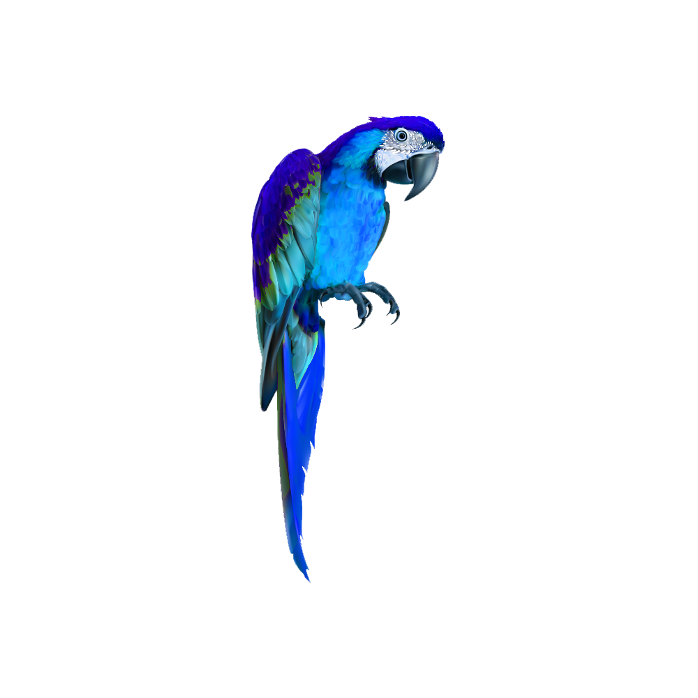 Blue Parrot Transparent Picture