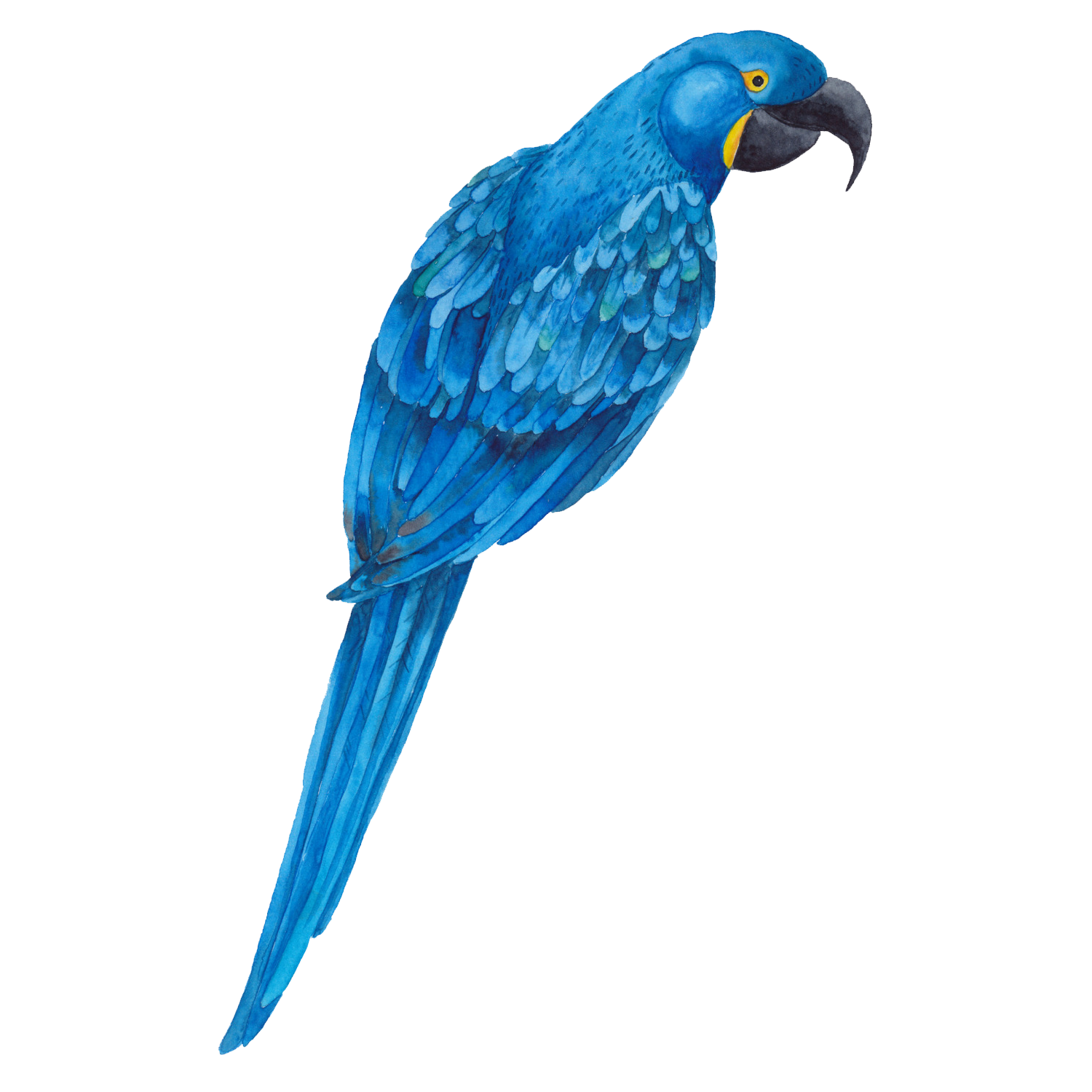 Blue Parrot  Transparent Clipart