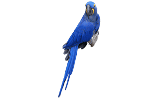 Blue Parrot PNG