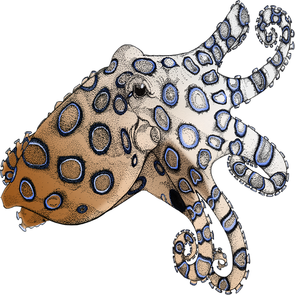 Blue Ring Octopus Transparent Image
