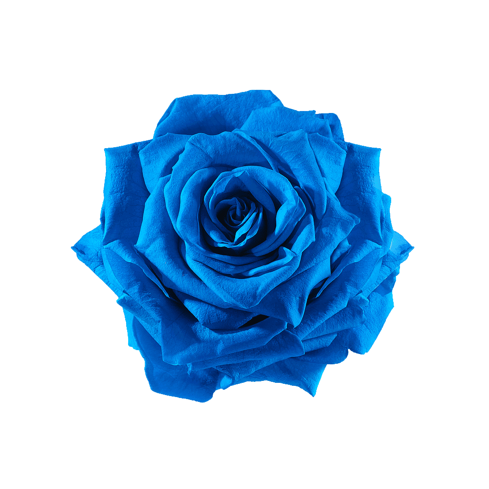 Blue Rose Transparent Picture