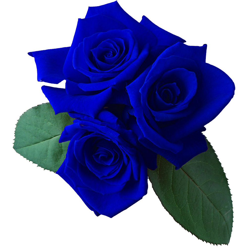 Blue Rose Transparent Gallery