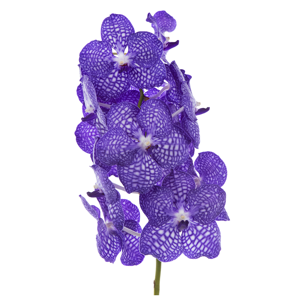 Blue Vanda Orchid Flower  Transparent Image