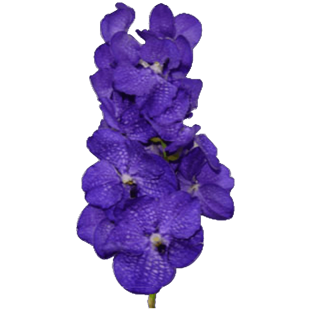 Blue Vanda Orchid Flower  Transparent Photo