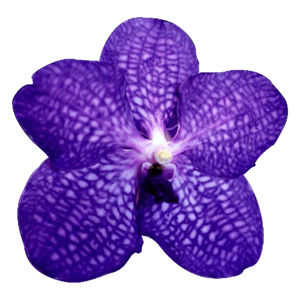 Blue Vanda Orchid Flower  Transparent Clipart