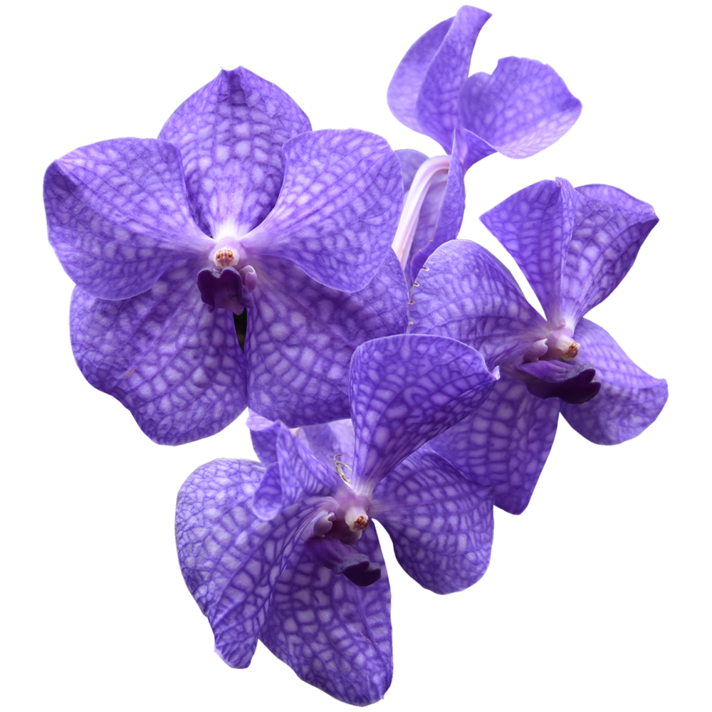 Blue Vanda Orchid Flower  Transparent Gallery