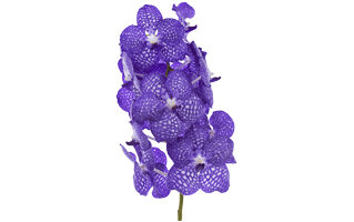 Blue Vanda Orchid Flower PNG