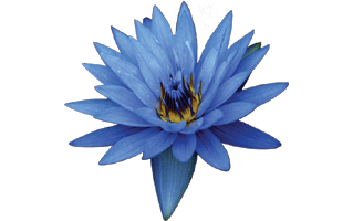 Blue Water Lily Flower PNG