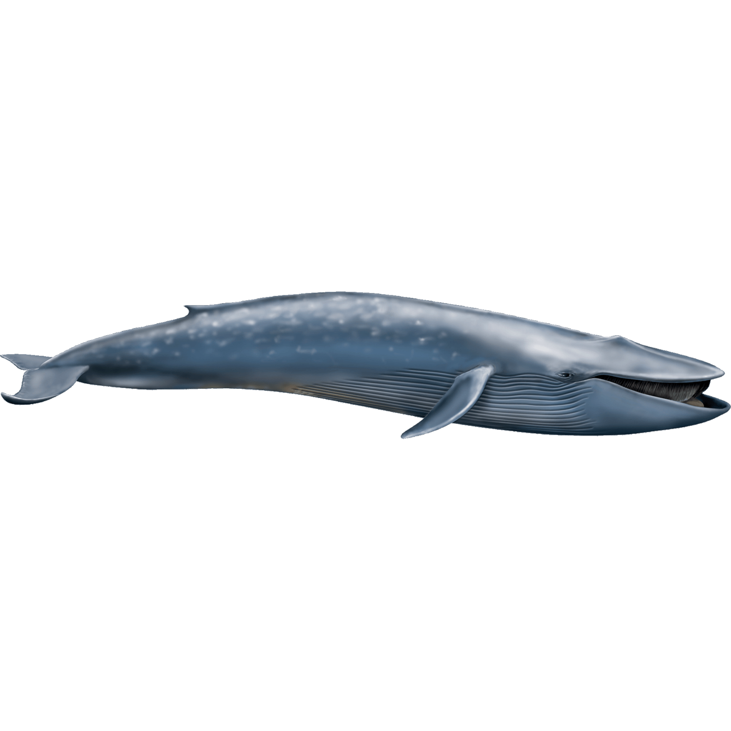 Blue Whale  Transparent Image