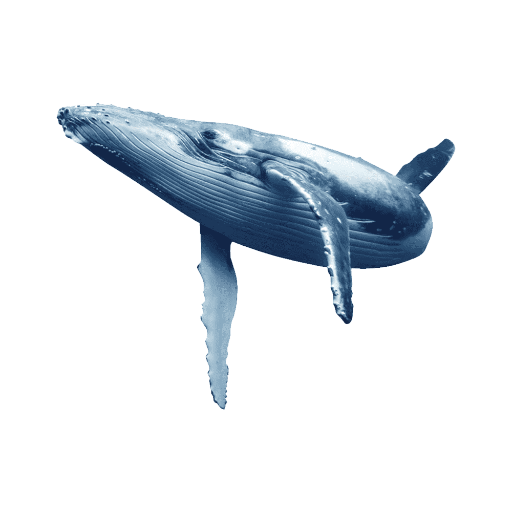 Blue Whale  Transparent Photo