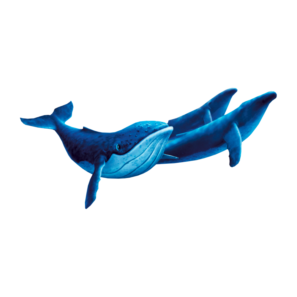 Blue Whale  Transparent Gallery