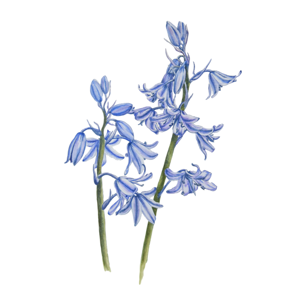 Bluebells Flower Transparent Image