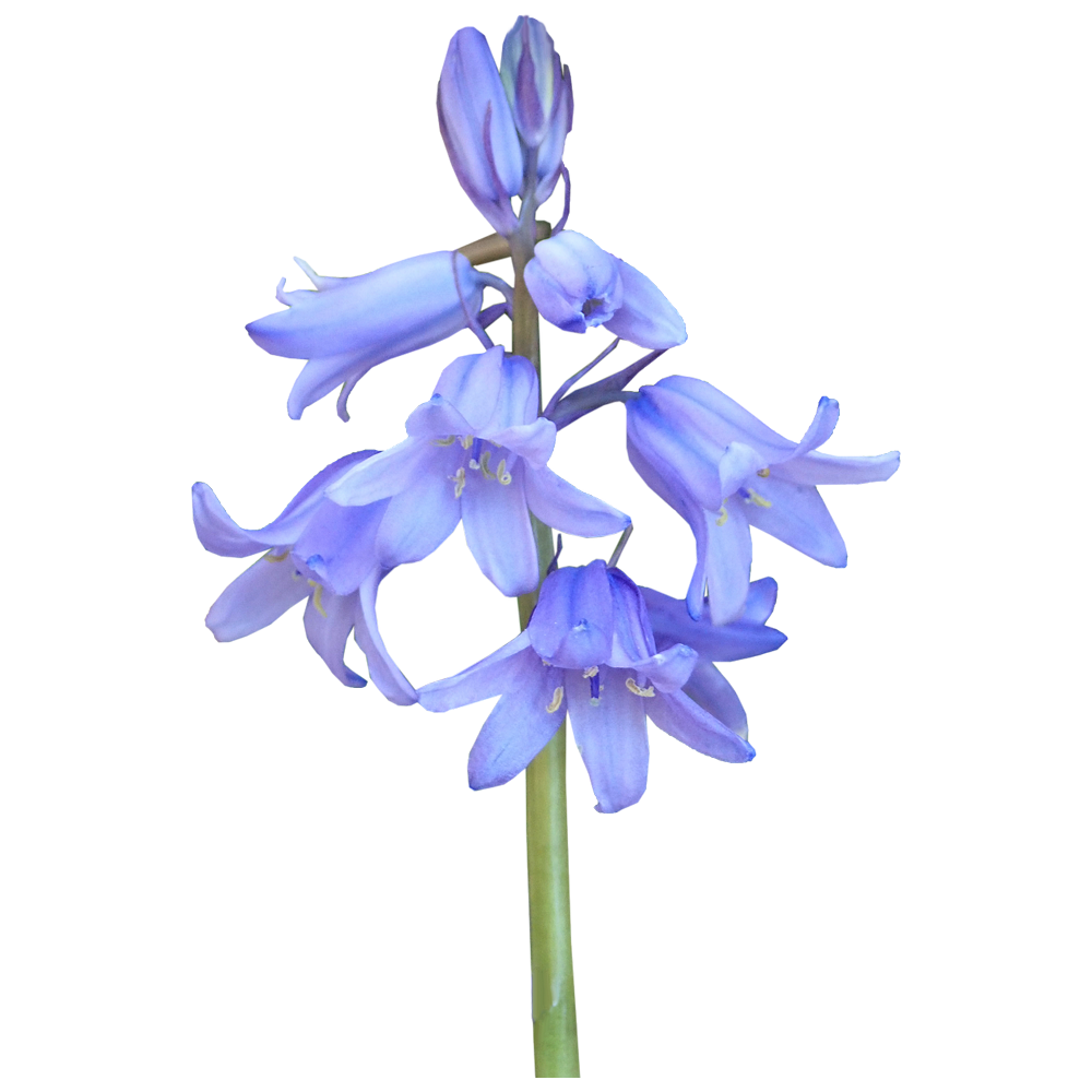 Bluebells Flower Transparent Photo