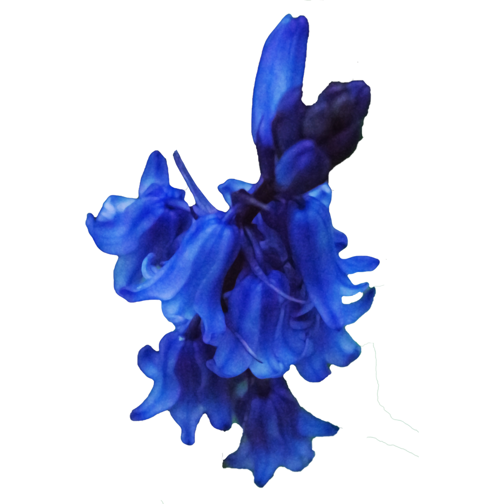 Bluebells Flower Transparent Picture
