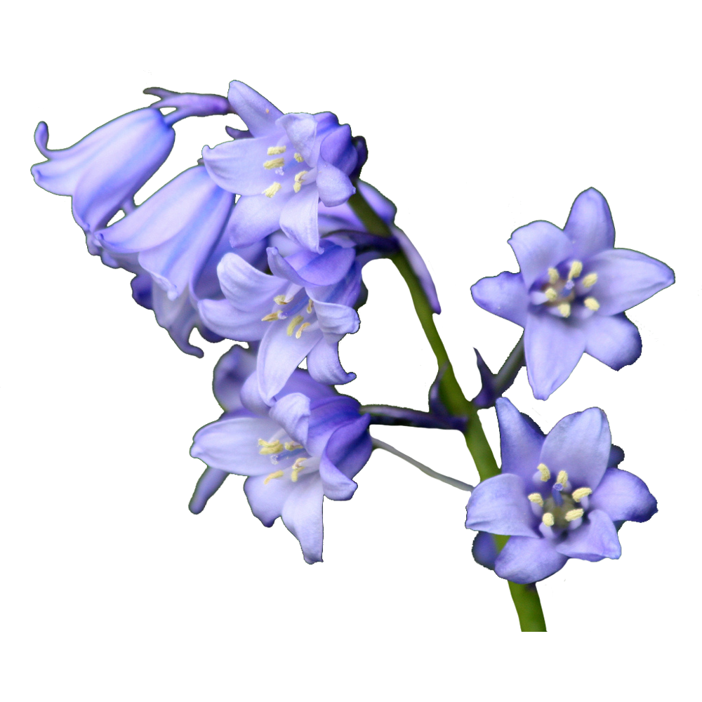 Bluebells Flower Transparent Clipart
