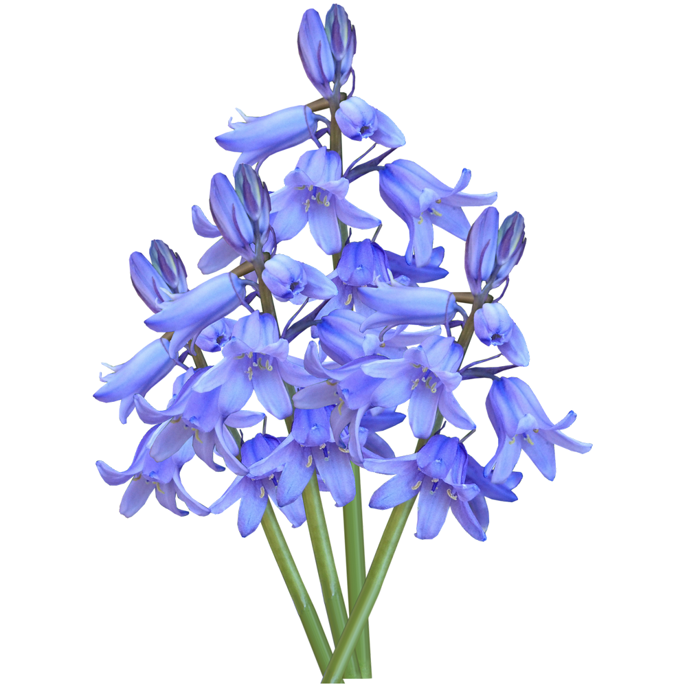 Bluebells Flower Transparent Gallery