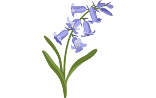 Bluebells Flower PNG