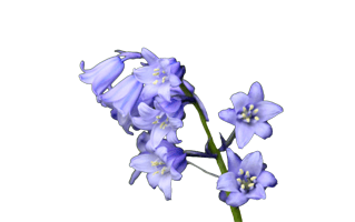 Bluebells PNG