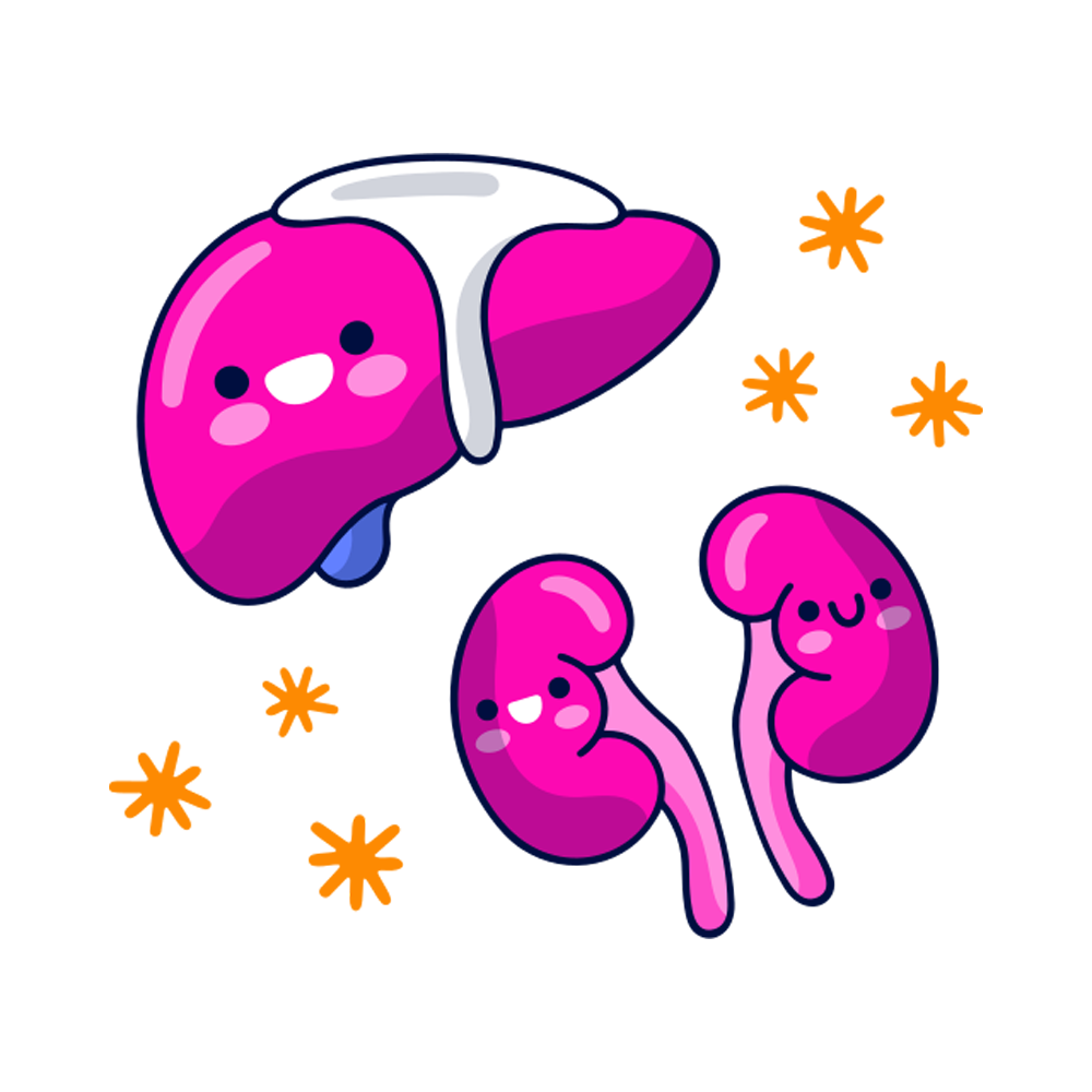 Body Organ Free Sticker Transparent Image