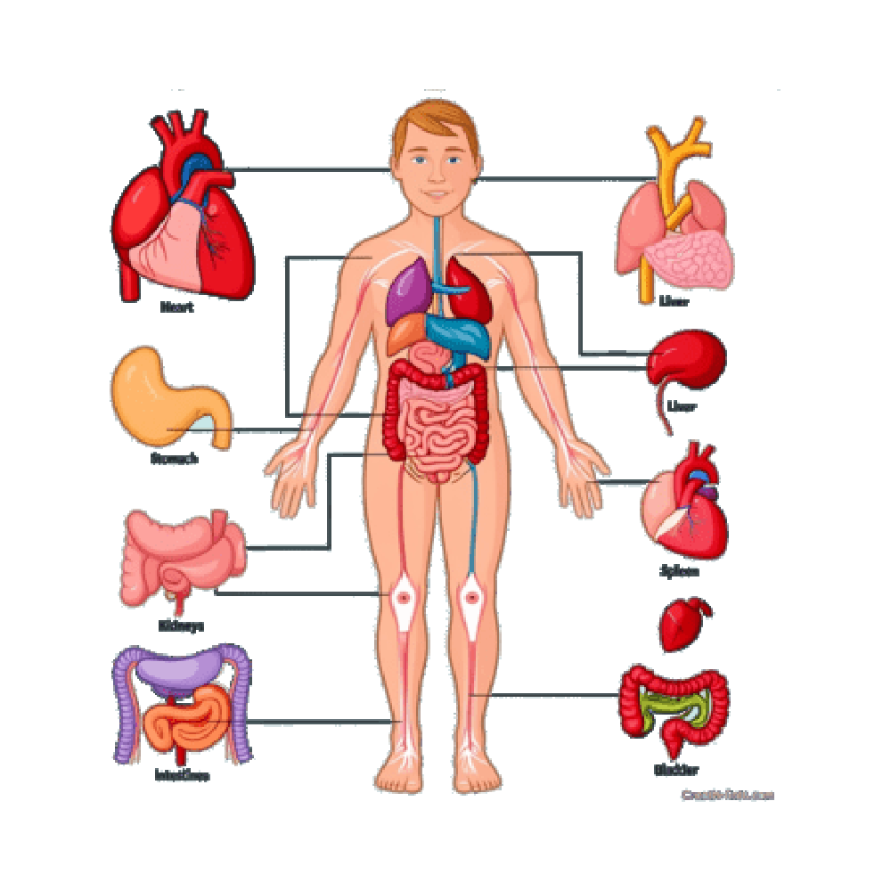 Body Organ Free Sticker Transparent Photo