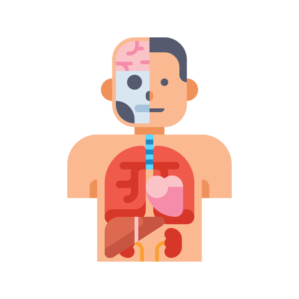 Body Organ Free Sticker Transparent Picture