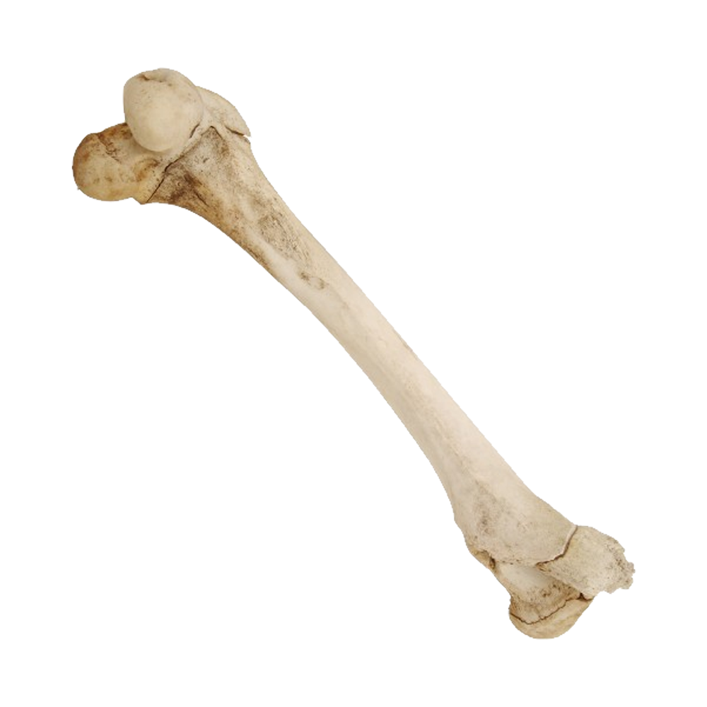 Bone Transparent Image