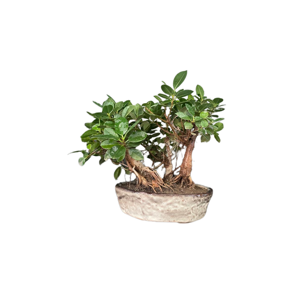 Bonsai Plant  Transparent Image