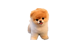 Boo Dog PNG