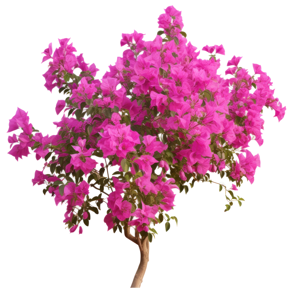 Bougainvillea Flower  Transparent Image