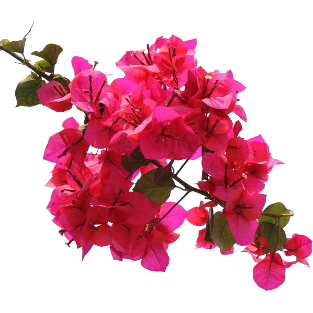 Bougainvillea Flower  Transparent Photo