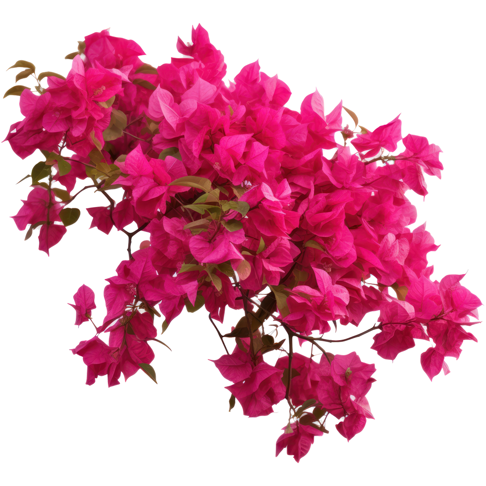 Bougainvillea Flower  Transparent Clipart