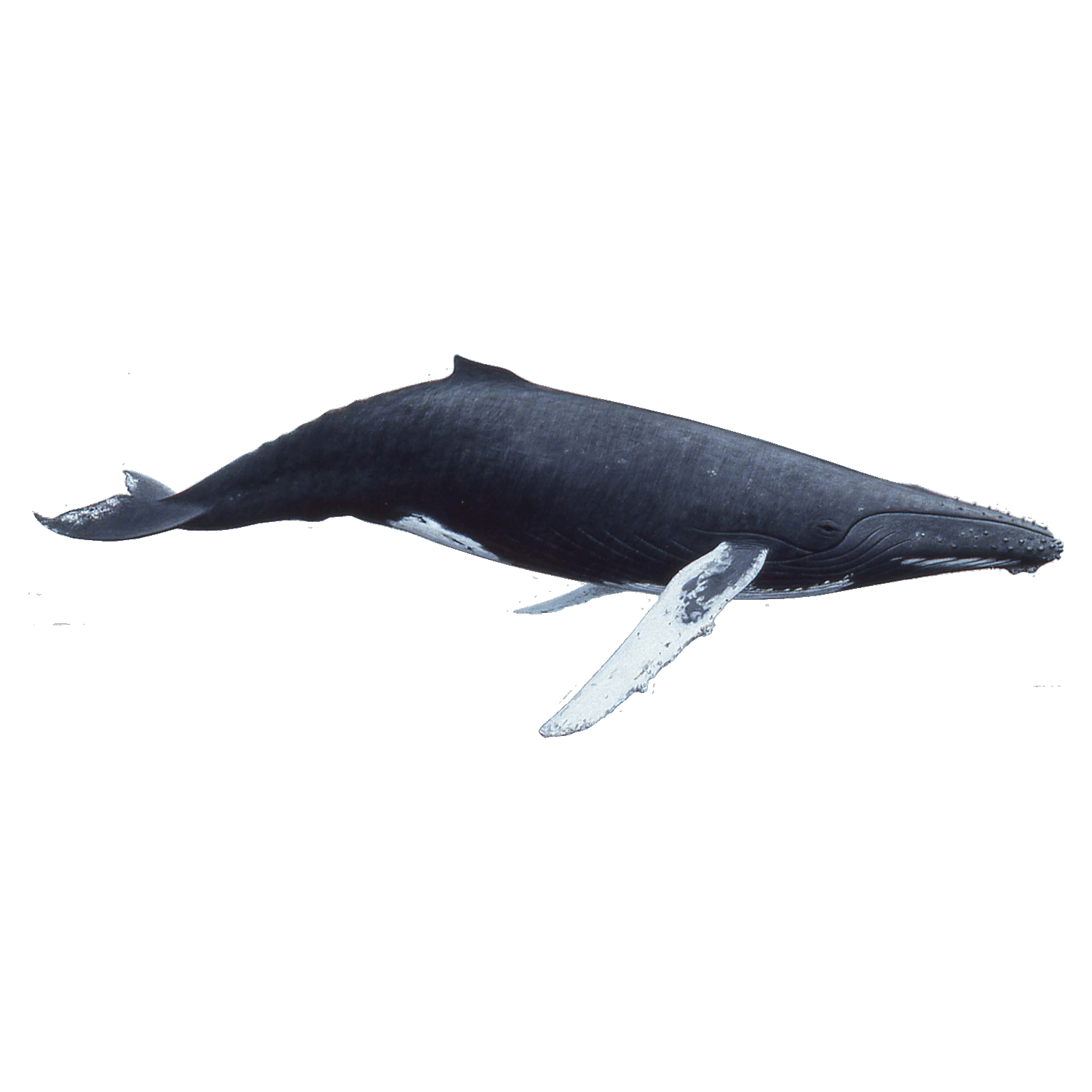 Bowhead Whale Transparent Picture