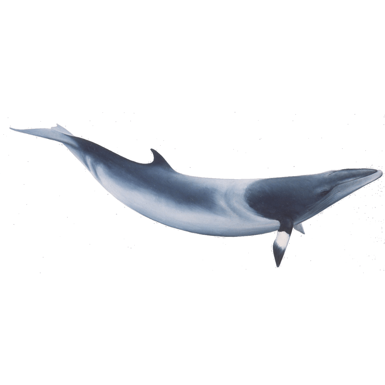 Bowhead Whale  Transparent Clipart