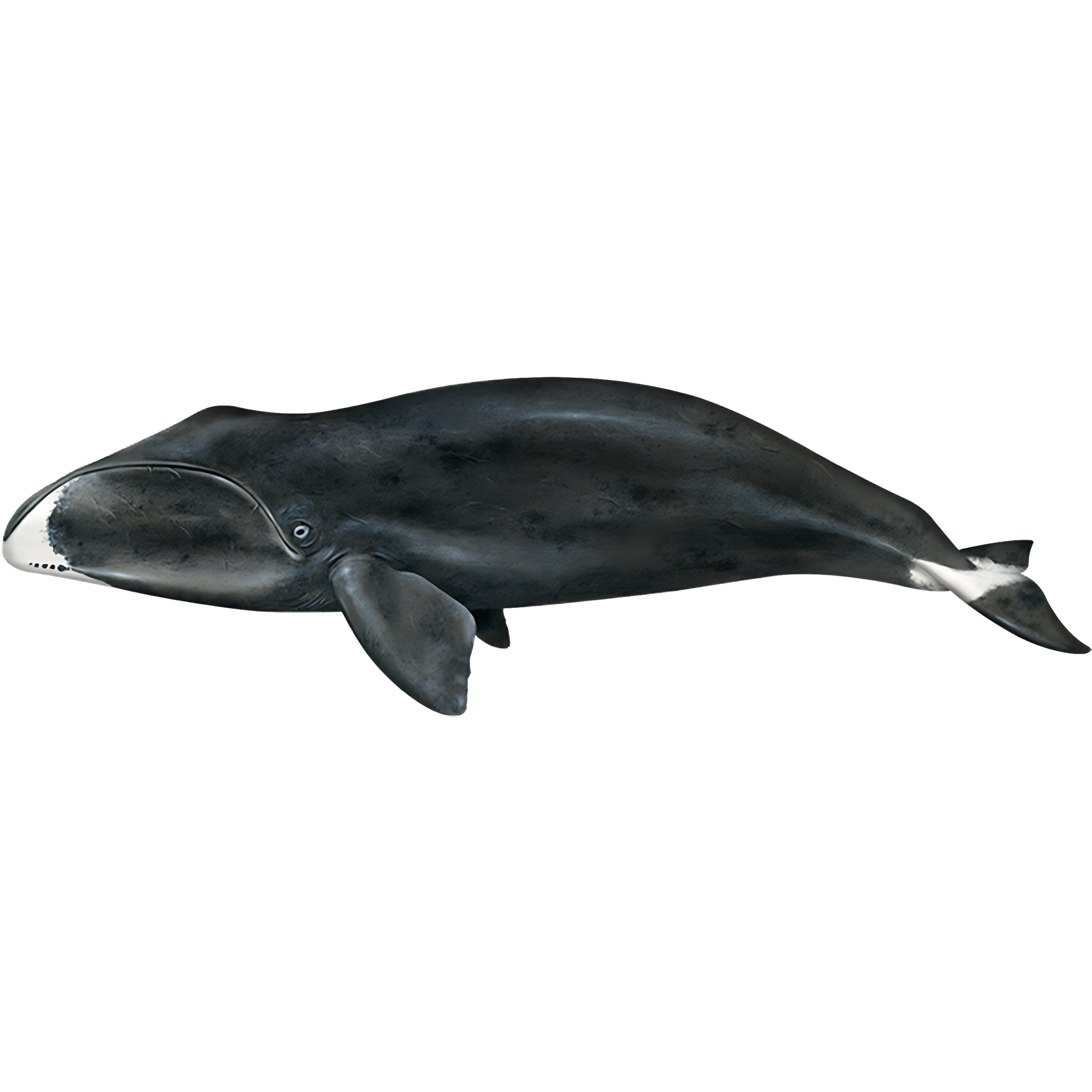 Bowhead Whale  Transparent Gallery
