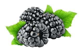 Boysenberry PNG