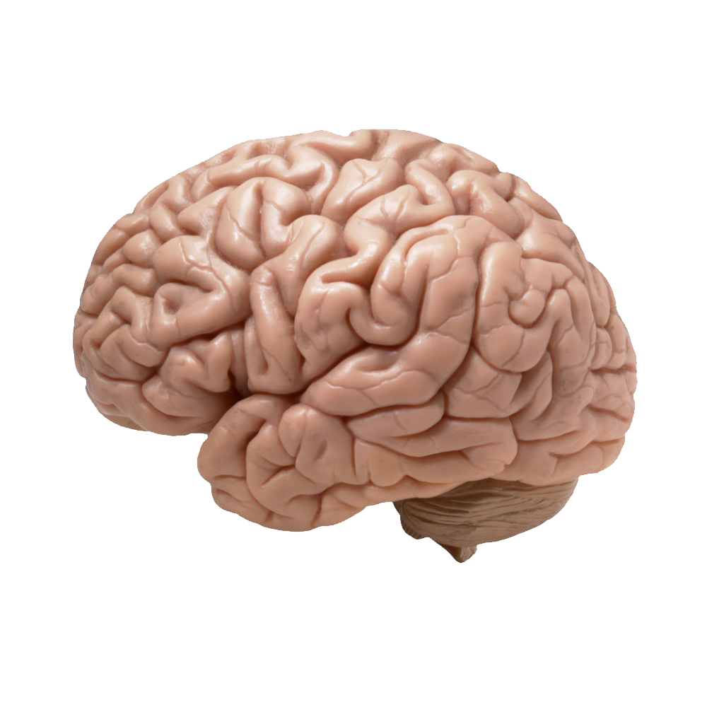 Brain Transparent Image
