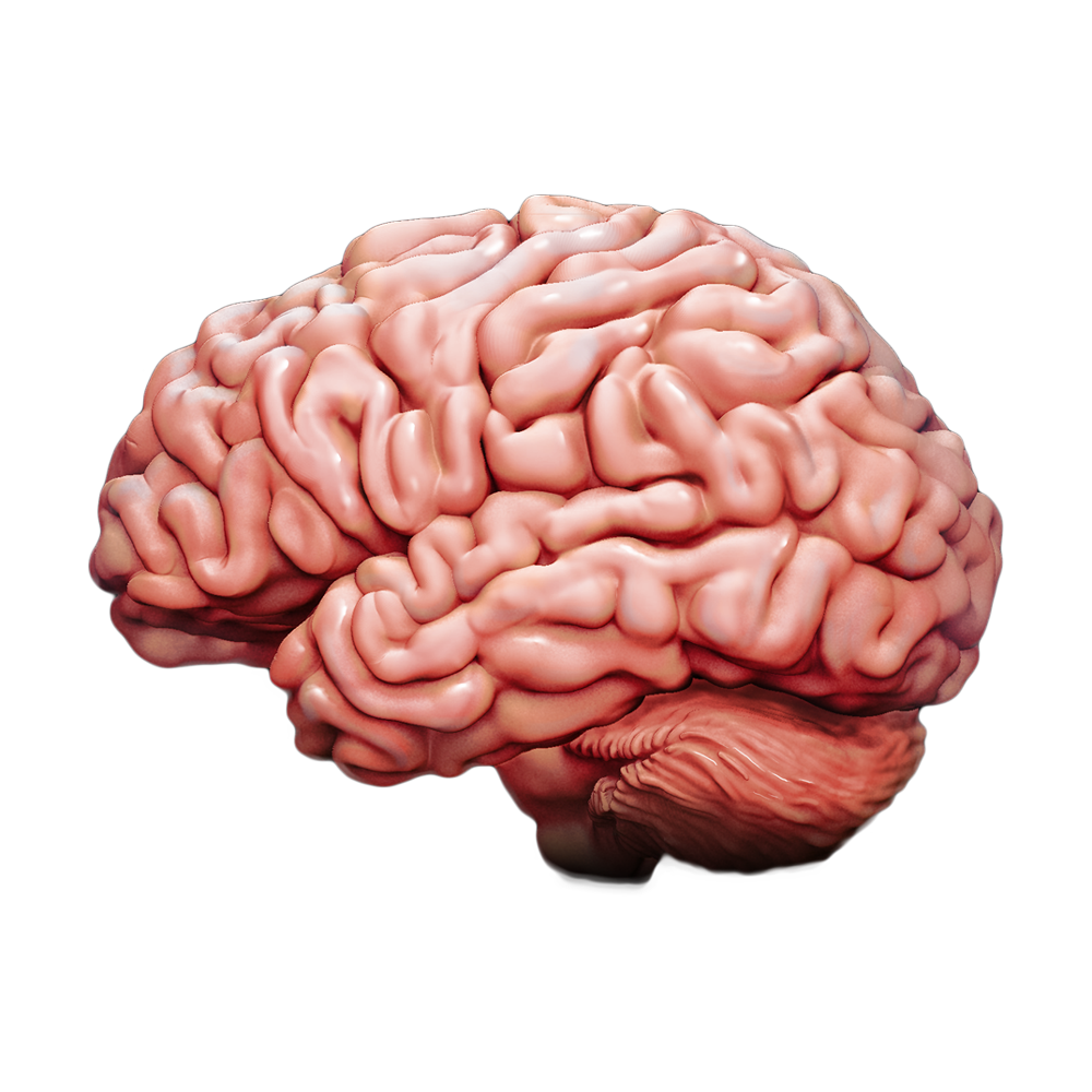 Brain Transparent Picture