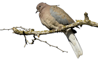 Branch Bird PNG