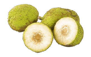 Breadfruit PNG