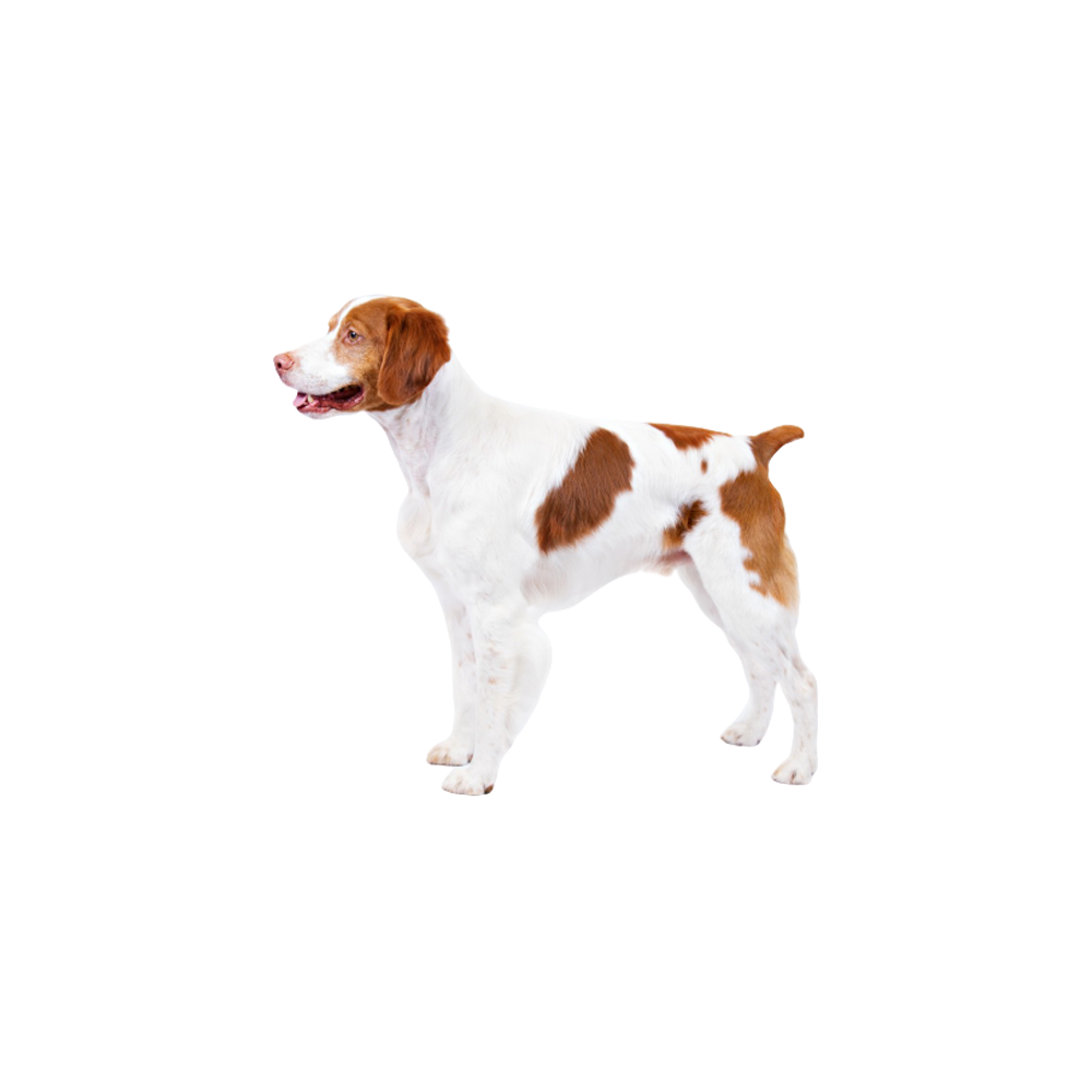 Brittany Dog  Transparent Image