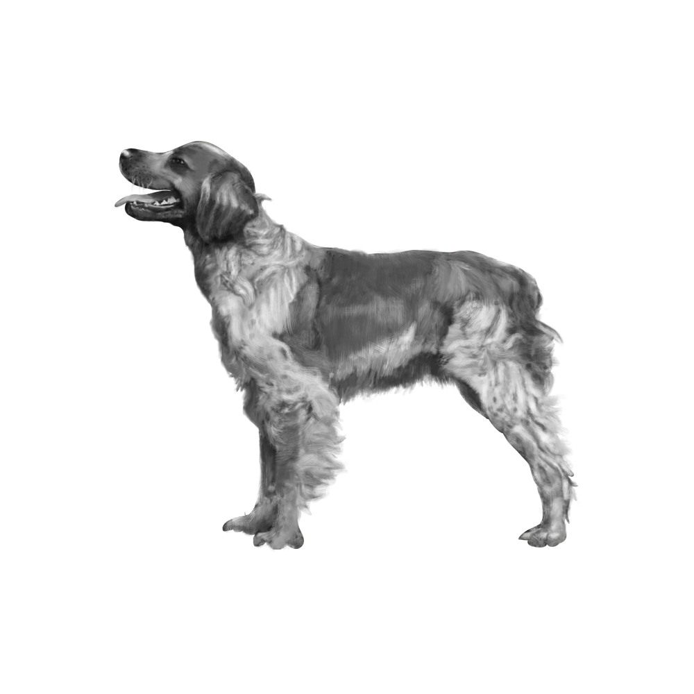 Brittany Dog Transparent Picture