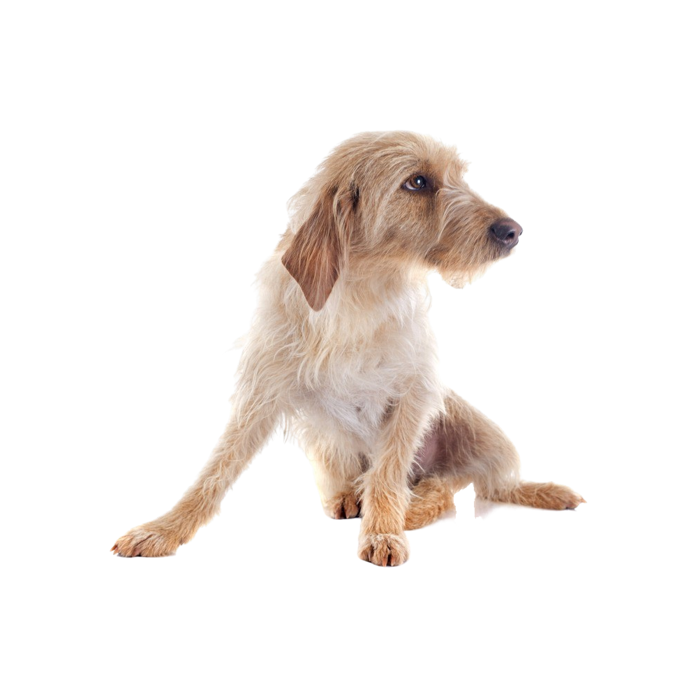 Brittany Dog  Transparent Clipart