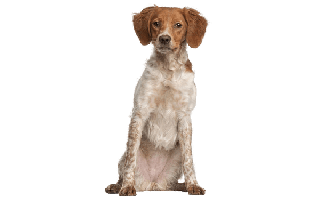 Brittany Dog PNG