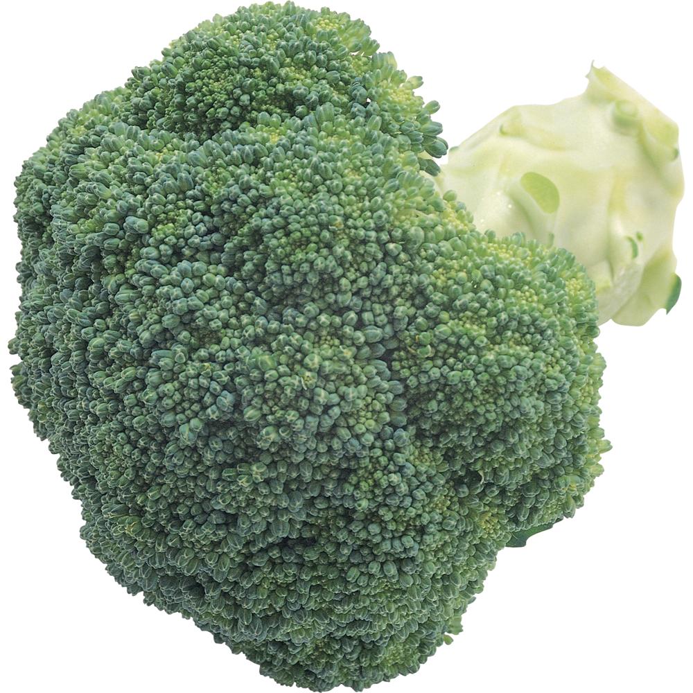 Broccoli  Transparent Picture