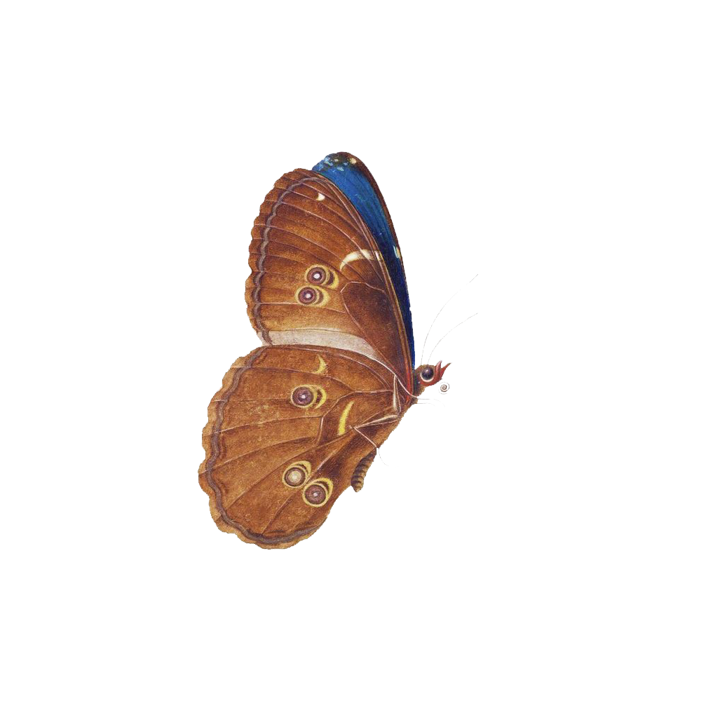 Brown Butterfly Transparent Image