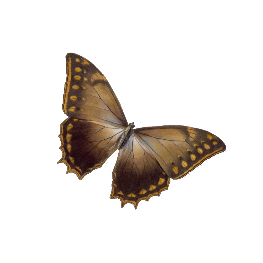 Brown Butterfly Transparent Picture