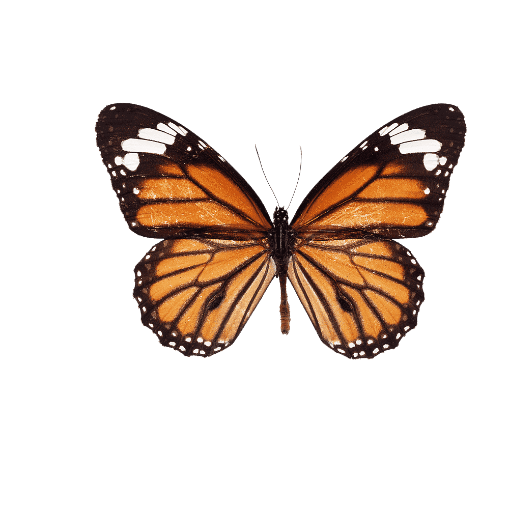 Brown Butterfly Transparent Clipart
